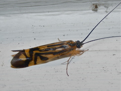 Macrostemum zebratum