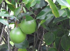 Melodinus suaveolens