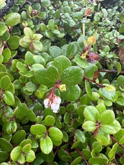 Arctostaphylos nummularia