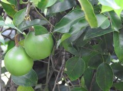 Melodinus suaveolens