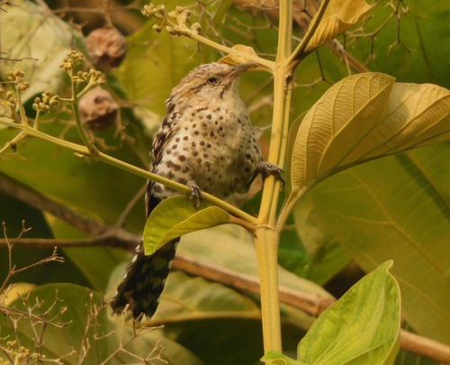 Stripe-backed Wren (Campylorhynchus nuchalis), photo 7