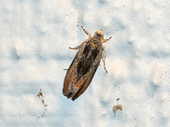 Olethreutes nigranum