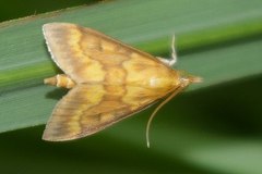 Ostrinia