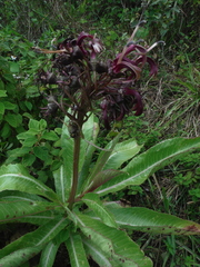 Lobelia robusta
