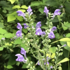 Scutellaria incana