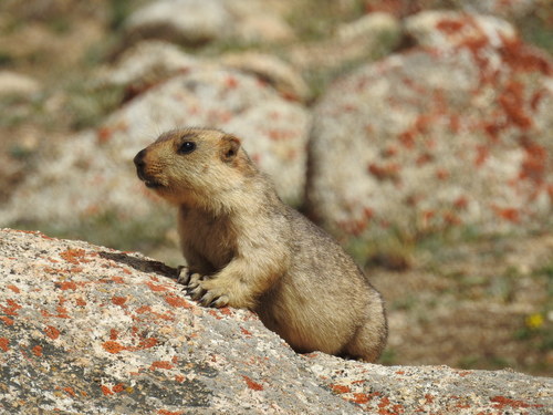 Himalayan Marmot (Marmota himalayana)
