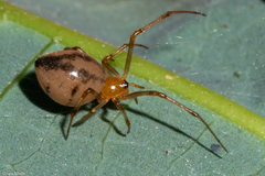 Theridiidae