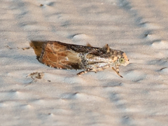 Olethreutes nigranum