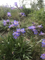 Penstemon gormanii