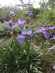 Penstemon gormanii