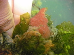 Aplidium solidum