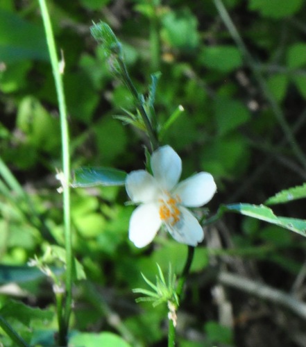 Image of Hibiscus phoeniceus by (c) James Kindt, some rights reserved (CC BY)