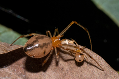 Theridiidae
