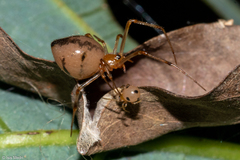Theridiidae