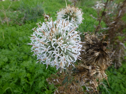 Image of Echinops spinosissimus by (c) Sheelagh Halsey, some rights reserved (CC BY)