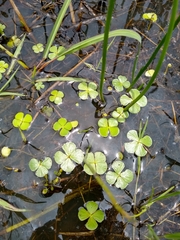 Marsilea mollis