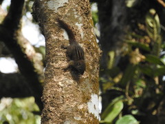 Funambulus sublineatus