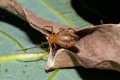 Theridiidae