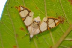 Cirrhochrista kosemponialis