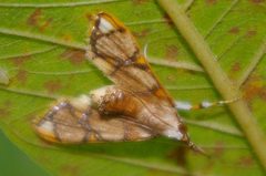 Cirrhochrista kosemponialis