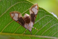 Cirrhochrista kosemponialis