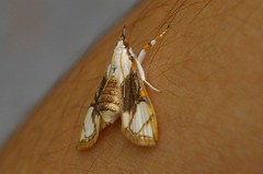Cirrhochrista kosemponialis