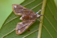 Cirrhochrista kosemponialis