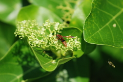 Rhynchium