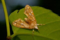 Cirrhochrista kosemponialis