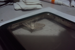 Crambidae