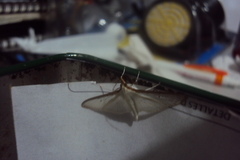 Crambidae