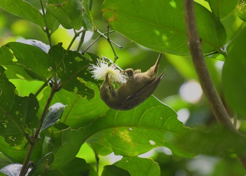 Megazosterops palauensis, 2024-06-13