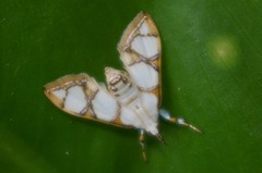 Cirrhochrista kosemponialis