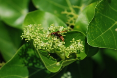 Rhynchium