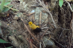 Chauliognathus heros
