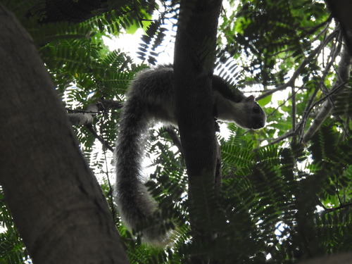Sri Lankan Giant Squirrel