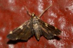 Piletocera aegimiusalis