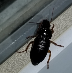 Harpalus pensylvanicus