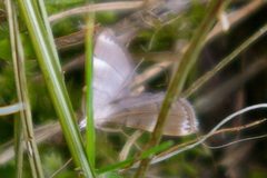 Cangetta hartoghialis