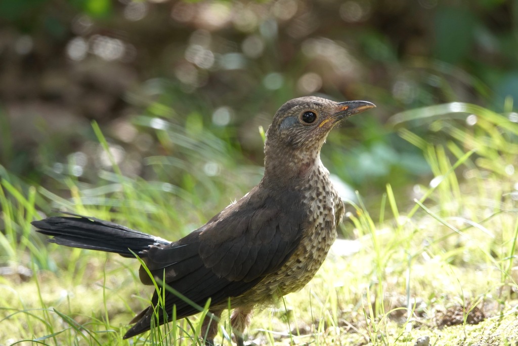Chinese Blackbird from Dinghai, Zhoushan, Zhejiang, China on July 19 ...