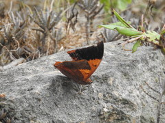 Charaxes psaphon