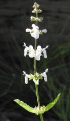 Stachys ajugoides