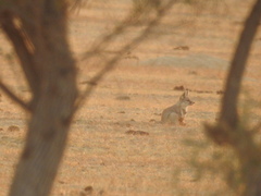 Vulpes vulpes pusilla