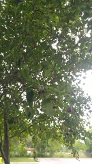 Amelanchier