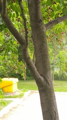 Amelanchier