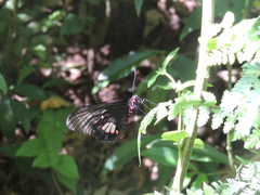 Parides anchises