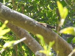 Funambulus sublineatus