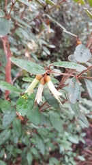Correa lawrenceana grampiana