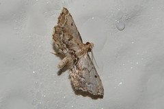 Sufetula