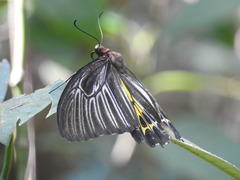 Troides minos
